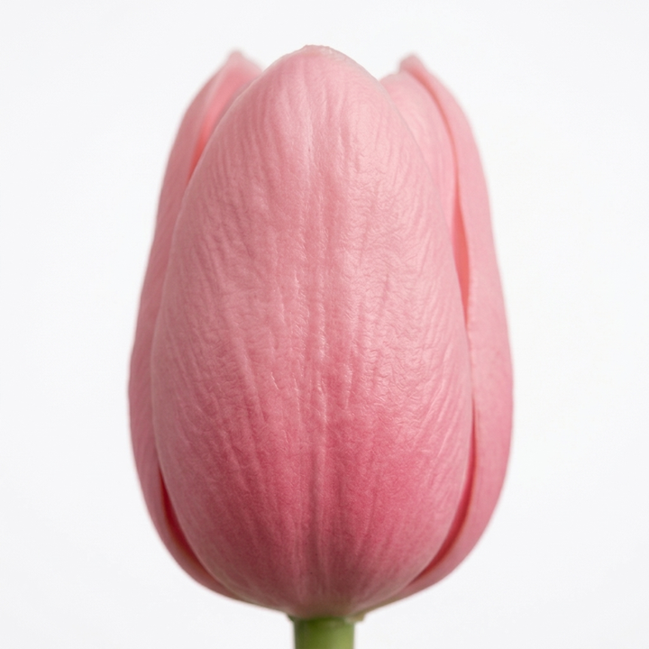 Bloomara – Real Touch Latex Tulip Bouquet